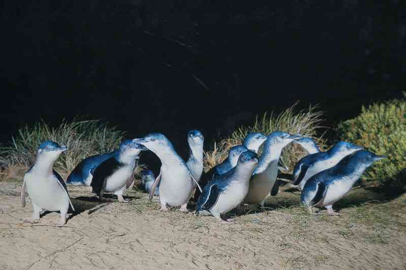 Группа пингвинов сфотографированная ночью на Филлип-Айланд во время парада пингвинов